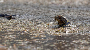 Bufo bufo (Bufonidae)  - Crapaud commun - Common Toad Nord [France] 16/03/2014 - 30m