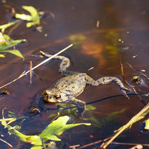 Bufo bufo (Bufonidae)  - Crapaud commun - Common Toad Nord [France] 16/03/2014 - 30m