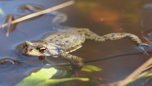 Bufo bufo (Bufonidae)  - Crapaud commun - Common Toad Nord [France] 16/03/2014 - 30m