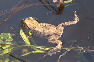 Bufo bufo (Bufonidae)  - Crapaud commun - Common Toad Nord [France] 16/03/2014 - 30m