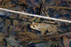 Bufo bufo (Bufonidae)  - Crapaud commun - Common Toad Nord [France] 16/03/2014 - 30m