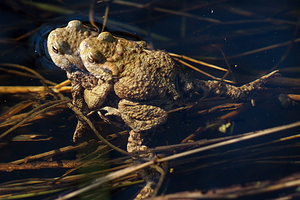 Bufo bufo (Bufonidae)  - Crapaud commun - Common Toad Nord [France] 16/03/2014 - 20m