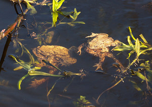 Bufo bufo (Bufonidae)  - Crapaud commun - Common Toad Nord [France] 16/03/2014 - 30m