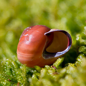 Cepaea nemoralis (Helicidae)  - Escargot des haies - Brown Lipped Snail Nord [France] 02/03/2014 - 40m