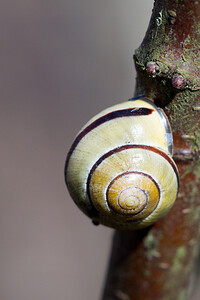 Cepaea nemoralis (Helicidae)  - Escargot des haies - Brown Lipped Snail Nord [France] 09/03/2014 - 40m