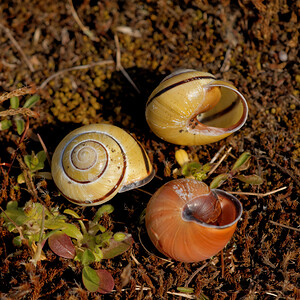 Cepaea nemoralis (Helicidae)  - Escargot des haies - Brown Lipped Snail Nord [France] 29/03/2014 - 10m