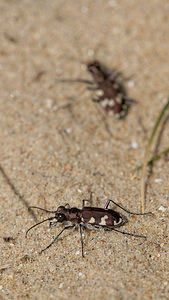 Cicindela hybrida (Carabidae)  - Cicindèle hybride - Northern Dune Tiger Beetle Nord [France] 29/03/2014 - 10m