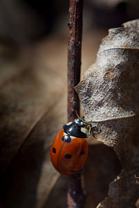 Coccinella septempunctata (Coccinellidae)  - Coccinelle à 7 points, Coccinelle, Bête à bon Dieu - Seven-spot Ladybird Nord [France] 02/03/2014 - 70m