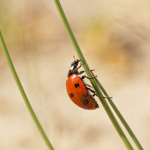 Coccinella septempunctata (Coccinellidae)  - Coccinelle à 7 points, Coccinelle, Bête à bon Dieu - Seven-spot Ladybird Nord [France] 29/03/2014 - 10m