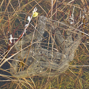 Epidalea calamita (Bufonidae)  - Crapaud calamite - Natterjack Nord [France] 29/03/2014 - 10m