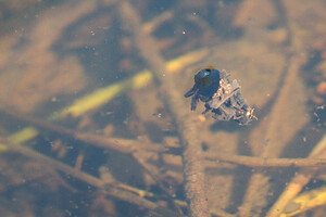 Limnephilus  (Limnephilidae)  Nord [France] 16/03/2014 - 30m