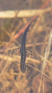 Lissotriton vulgaris (Salamandridae)  - Triton ponctué - Smooth Newt Nord [France] 29/03/2014 - 10m