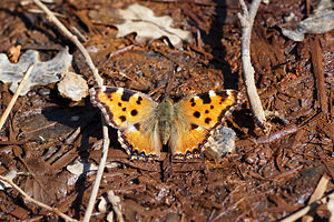 Nymphalis polychloros (Nymphalidae)  - Grande Tortue, Vanesse de l'Orme, Grand-Renard, Doré Nord [France] 16/03/2014 - 30m