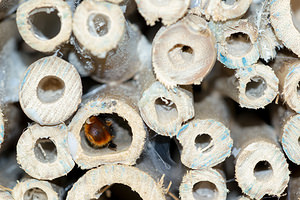 Osmia cornuta (Megachilidae)  Nord [France] 15/03/2014 - 40m