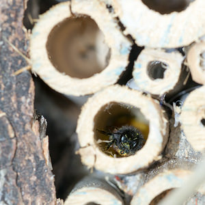 Osmia cornuta (Megachilidae)  Nord [France] 15/03/2014 - 40m