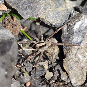 Pardosa lugubris (Lycosidae)  Nord [France] 09/03/2014 - 20m