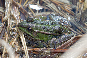 Pelophylax kl. esculentus (Ranidae)  - Grenouille verte, Grenouille commune - Edible Frog Nord [France] 09/03/2014 - 20m