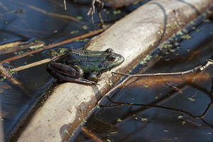 Pelophylax kl. esculentus (Ranidae)  - Grenouille verte, Grenouille commune - Edible Frog Nord [France] 16/03/2014 - 30m