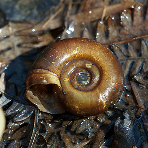 Planorbarius corneus (Planorbidae)  - Planorbe des étangs - Great Ramshorn Nord [France] 16/03/2014 - 30m