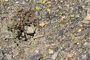 Podarcis muralis (Lacertidae)  - Lézard des murailles - Common Wall Lizard Nord [France] 09/03/2014 - 20m