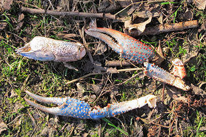 Procambarus clarkii (Cambaridae)  - Écrevisse de Louisiane, Écrevisse rouge de Louisiane, Écrevisse rouge des marais - Red swamp crayfish, Louisiana crayfish Nord [France] 06/03/2014 - 20m