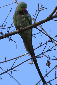 Psittacula krameri (Psittaculidae)  - Perruche à collier - Rose-ringed Parakeet Nord [France] 06/03/2014 - 20m