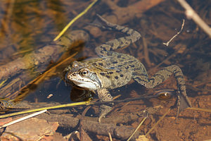 Rana temporaria (Ranidae)  - Grenouille rousse - Grass Frog Nord [France] 16/03/2014 - 20m