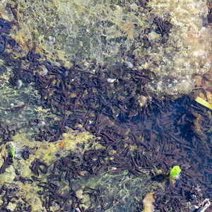 Rana temporaria (Ranidae)  - Grenouille rousse - Grass Frog Nord [France] 20/03/2014 - 40m