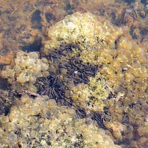 Rana temporaria (Ranidae)  - Grenouille rousse - Grass Frog Nord [France] 20/03/2014 - 40m