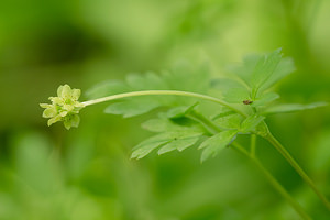 Adoxa moschatellina (Viburnaceae)  - Muscatelle, Adoxe musquée - Moschatel Meuse [France] 20/04/2014 - 200m