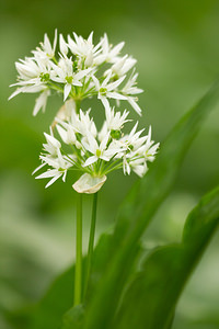 Allium ursinum (Amaryllidaceae)  - Ail des ours, Ail à larges feuilles - Ramsons Meuse [France] 20/04/2014 - 200m