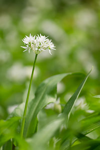 Allium ursinum (Amaryllidaceae)  - Ail des ours, Ail à larges feuilles - Ramsons Meuse [France] 20/04/2014 - 200m