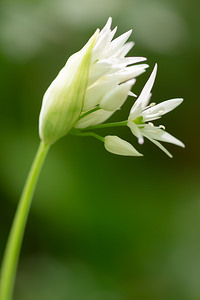 Allium ursinum (Amaryllidaceae)  - Ail des ours, Ail à larges feuilles - Ramsons Meuse [France] 20/04/2014 - 200m