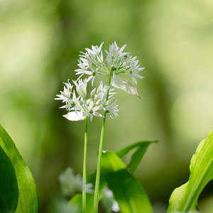 Allium ursinum (Amaryllidaceae)  - Ail des ours, Ail à larges feuilles - Ramsons Meuse [France] 20/04/2014 - 200m