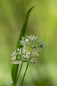 Allium ursinum (Amaryllidaceae)  - Ail des ours, Ail à larges feuilles - Ramsons Meuse [France] 20/04/2014 - 200m