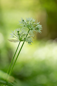 Allium ursinum (Amaryllidaceae)  - Ail des ours, Ail à larges feuilles - Ramsons Meuse [France] 20/04/2014 - 200m