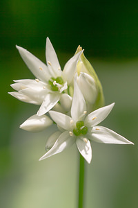 Allium ursinum (Amaryllidaceae)  - Ail des ours, Ail à larges feuilles - Ramsons Meuse [France] 20/04/2014 - 200m