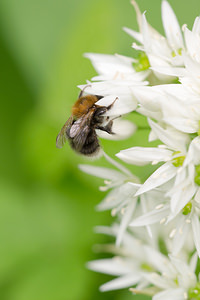 Bombus hypnorum (Apidae)  - Bourdon des arbres - Tree Bumblebee Meuse [France] 20/04/2014 - 200m
