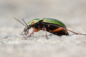 Carabus auronitens (Carabidae)  - Carabe à reflets dorés, Carabe à reflets d'or, Carabe à reflets cuivrés Meuse [France] 20/04/2014 - 200m