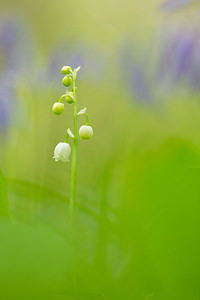 Convallaria majalis Muguet de mai, Muguet, Clochette des bois Lily-of-the-valley