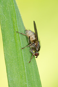 Entomophthora muscae (entomophthoraceae)  Marne [France] 20/04/2014 - 190m