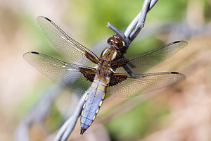 Libellula depressa (Libellulidae)  - Libellule déprimée - Broad-bodied Chaser Marne [France] 20/04/2014 - 190m