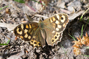 Pararge aegeria (Nymphalidae)  - Tircis, Argus des Bois, Égérie - Speckled Wood  [France] 19/04/2014 - 200m