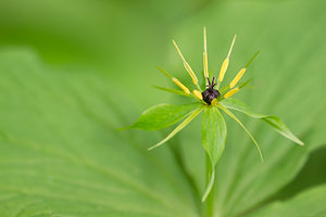 Paris quadrifolia Parisette à quatre feuilles, Étrangle-loup Herb-Paris