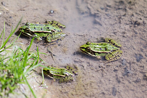 Pelophylax kl. esculentus (Ranidae)  - Grenouille verte, Grenouille commune - Edible Frog Marne [France] 20/04/2014 - 190m