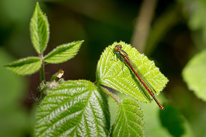 Pyrrhosoma nymphula (Coenagrionidae)  - Petite nymphe au corps de feu - Large Red Damselfly Marne [France] 20/04/2014 - 190m