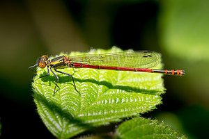 Pyrrhosoma nymphula (Coenagrionidae)  - Petite nymphe au corps de feu - Large Red Damselfly Marne [France] 20/04/2014 - 190m