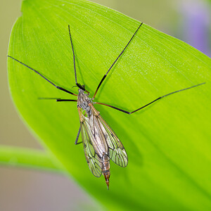 Tipula  (Tipulidae)   [France] 19/04/2014 - 170m