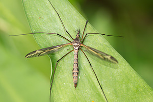 Tipula lateralis (Tipulidae)  Meuse [France] 20/04/2014 - 200m