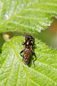 Xylota segnis (Syrphidae)  Marne [France] 20/04/2014 - 190m